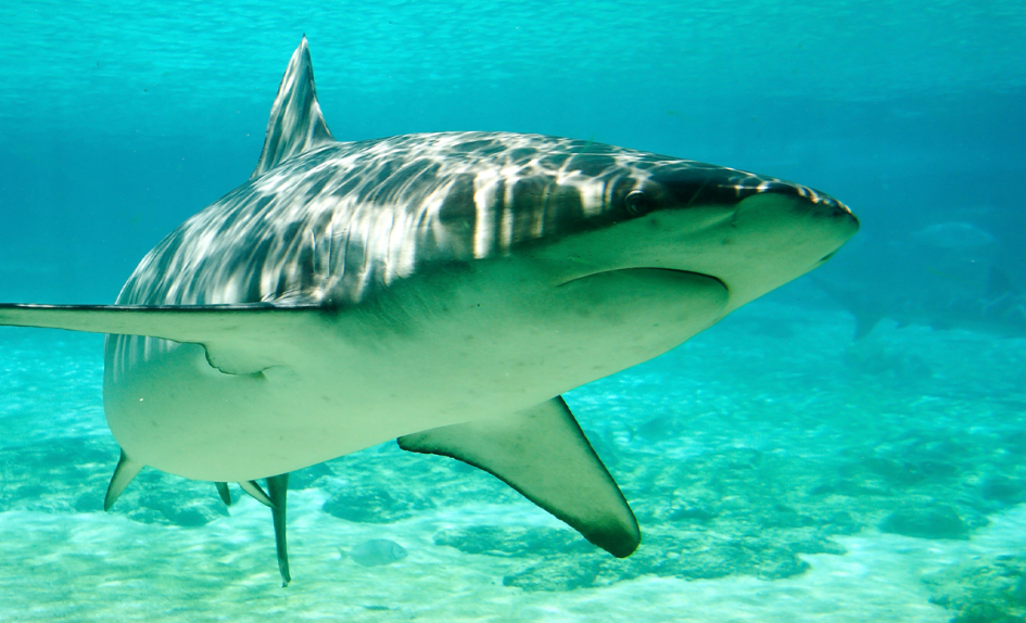 This Non-Movie-Star Shark Is Feeding Close to Shore
