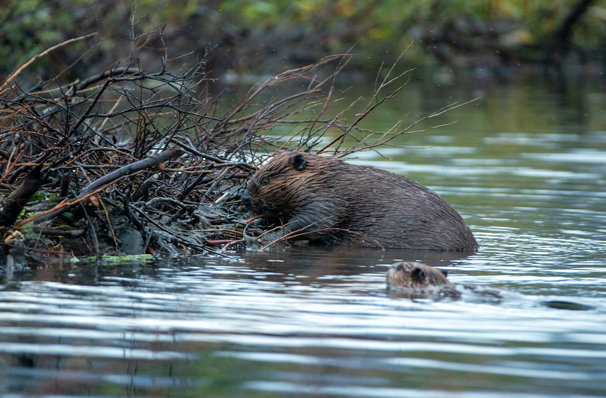 Beavers Don’t Just Build Dams, They Build Nations