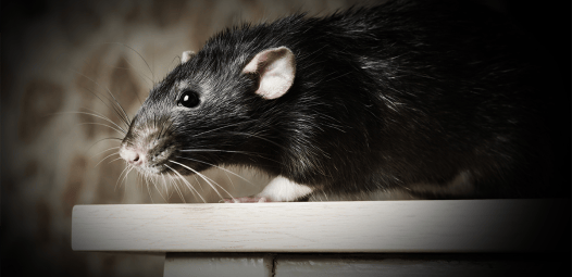 Rat Disease Has a New Pick-Me-Up