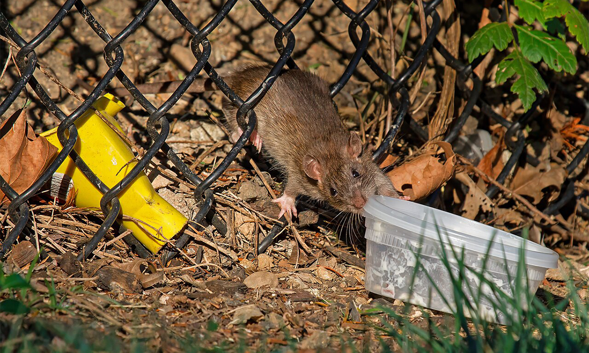 How City Rats Are Becoming Resistant to Poison