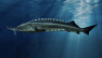 Inside the Brain of a 319-Million-Year-Old Fossil Fish
