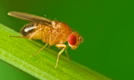 How Fruit Flies Manage Their Exceptionally Long Sperm
