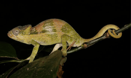 Four New Chameleon Species Found in Tropical “Sky Islands”