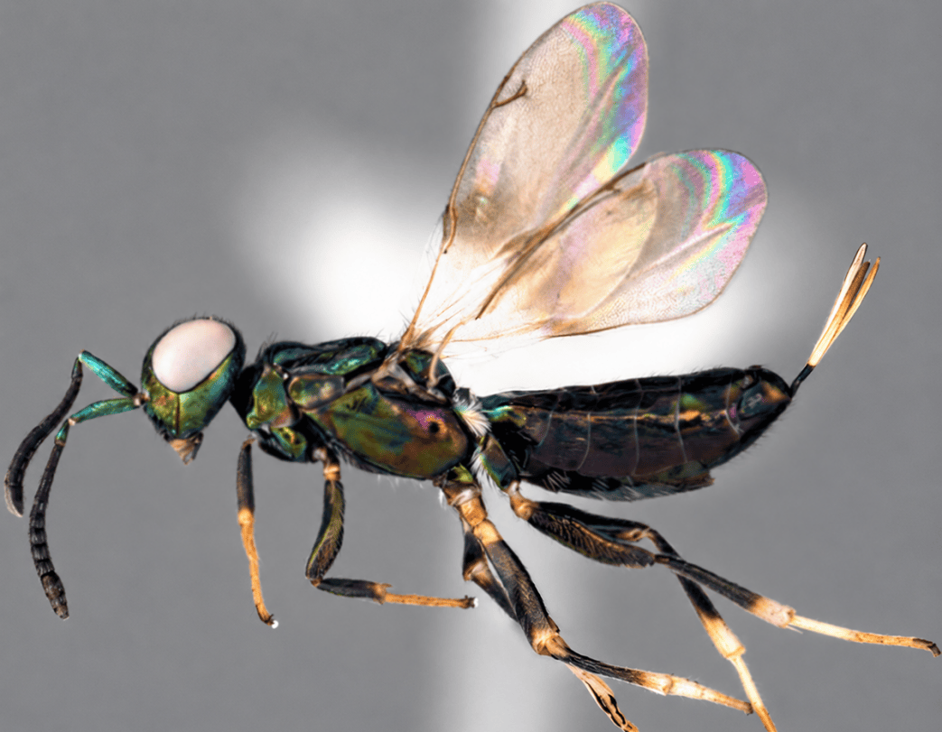 How a Twitter Post Discovered a New Wasp Species to Japan
