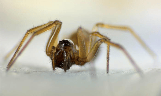 How a Heat Wave Disturbs Generations of This Sex-Changing Spider