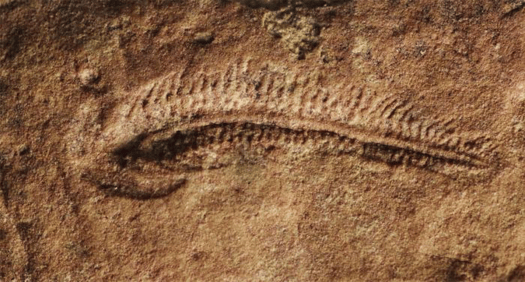 Was This Fossil Creature the First Right-Hander Ever?