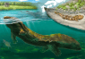 This Prehistoric Giant Salamander Grew to Almost 4 Feet Long