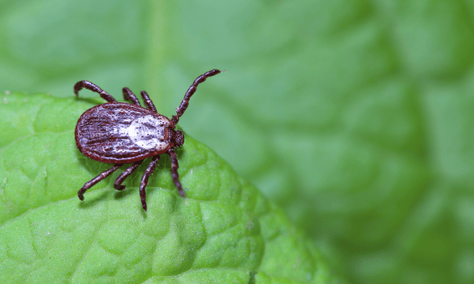 How This Emerging Tick-borne Virus Escapes Your Immune System