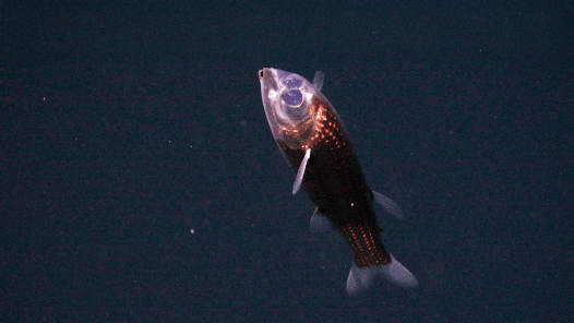 See the Odd-Looking Barreleye Fish in Its Natural Habitat for the First Time
