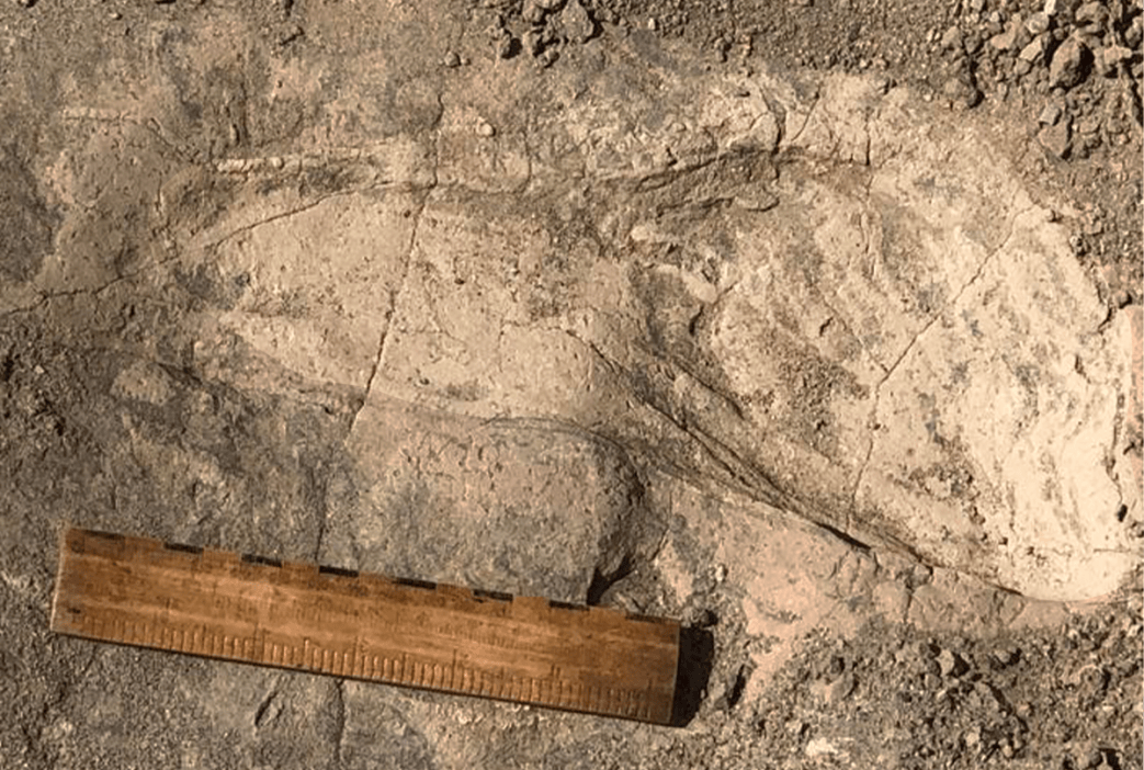 Mysterious Human Relative Was Bigger Than Previously Thought