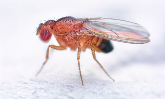 How Fruit Flies Tell What Time of Year It Is Without a Calendar