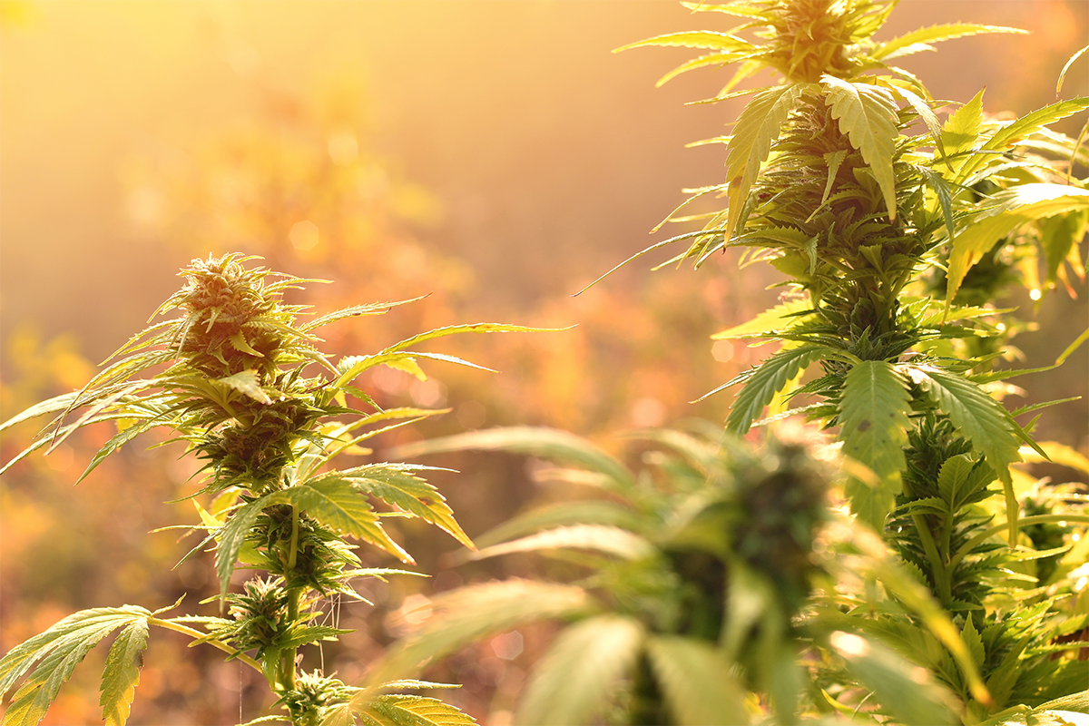 Frequent Cannabis Use Linked to Higher Morning Stress Hormone Levels