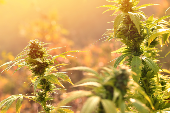 Frequent Cannabis Use Linked to Higher Morning Stress Hormone Levels