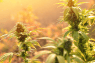 Frequent Cannabis Use Linked to Higher Morning Stress Hormone Levels