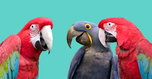 If You Want Animals to Understand You, Speak Slowly