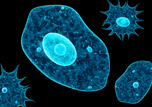 The Humble Amoeba Is Smarter Than You Think