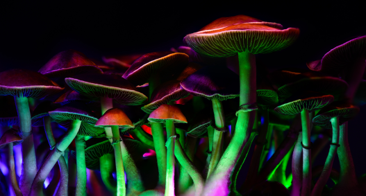 Psychedelics Might Not Have Evolved to Get Humans High