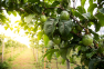 The Avocados That May Save Us from a Guacamole Apocalypse