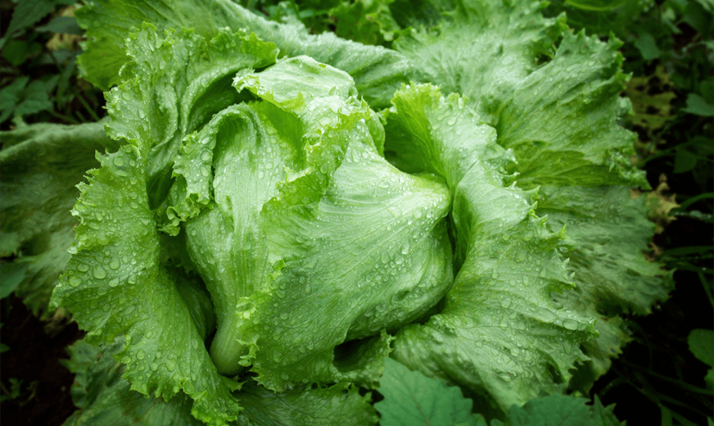 Why the Cyclospora Outbreak Is Hard to Pin Down