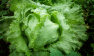 Why the Cyclospora Outbreak Is Hard to Pin Down