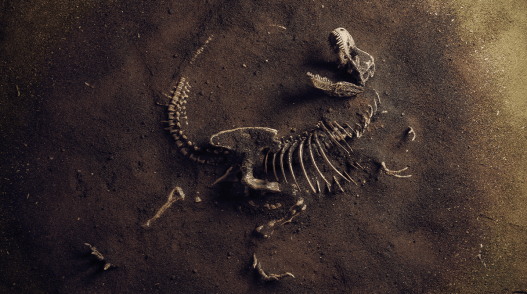 Do Fossils Belong in Mansions or Museums?