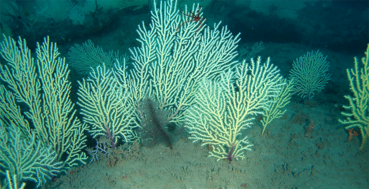 A “Dead” Coral Reef Found Thriving Off the Coast of Africa