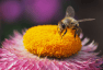 The Fight Against Colony Collapse Disorder Started 19 Years Ago Today