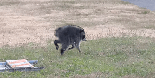 Jimothy the Raccoon Survived Against the Odds, a Testament to Sophisticated Brains and Devoted Mothers