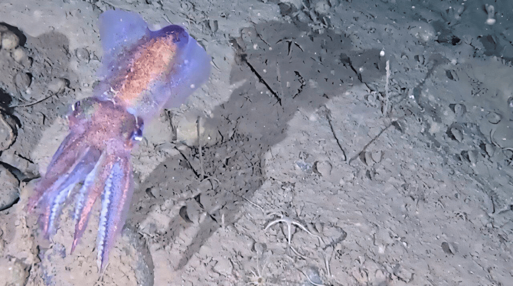 For the First Time, a Look at the Arctic Bobtail Squid in Its Natural Habitat