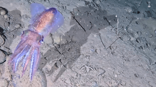 For the First Time, a Look at the Arctic Bobtail Squid in Its Natural Habitat