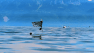 This Robot Can Flap Its Wings and Swim