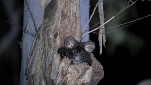 Australia’s Greater Gliders Fly Majestically From Tree to Tree—And Now We Know Exactly How Far