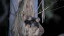 Australia’s Greater Gliders Fly Majestically From Tree to Tree—And Now We Know Exactly How Far