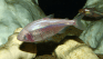 This Blind Cave-Dwelling Fish May Be the Key to Understanding Brain Evolution