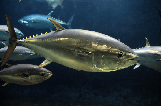 How Tunas Evolved to Become an Apex Predator of the Sea