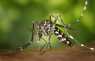 Here’s How Mosquitoes Survive the Deadly Viruses They Transmit