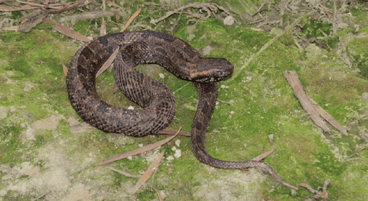 A New Species of Pit Viper Emerges in the Himalayas