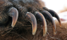 The Surprising Evolutionary Trade-offs Between Fangs, Stingers, and Claws