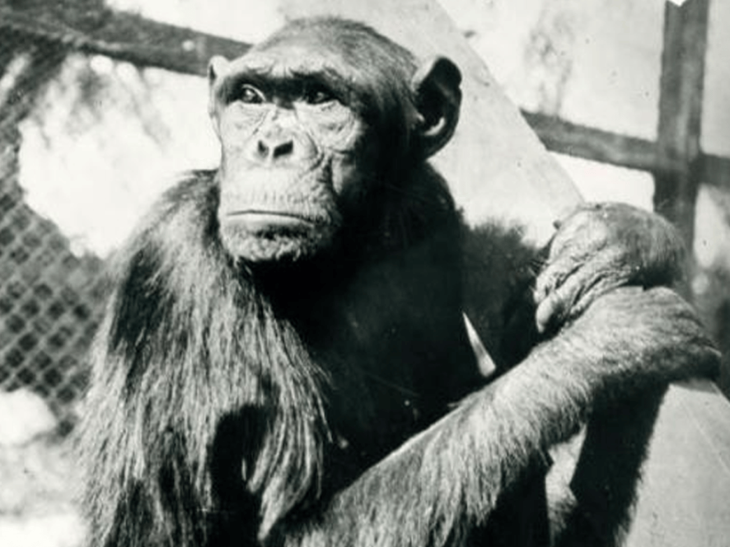 What Became of the Chimps Who Revolutionized Our Understanding of Animal Behavior?