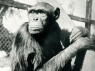 What Became of the Chimps Who Revolutionized Our Understanding of Animal Behavior?