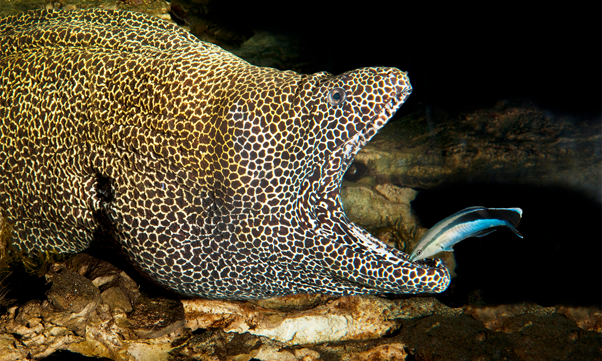 How Animals Communicate Across Species