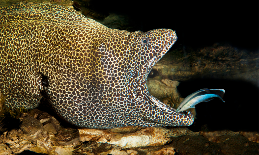 How Animals Communicate Across Species