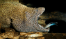 How Animals Communicate Across Species