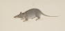 A Record of Human Migration Hiding in the DNA of a Musky Rodent