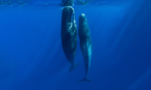 How Do Sperm Whales Keep Their Massive, Wax-Filled Heads Beneath the Waves as They Sleep?