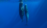 How Do Sperm Whales Keep Their Massive, Wax-Filled Heads Beneath the Waves as They Sleep?