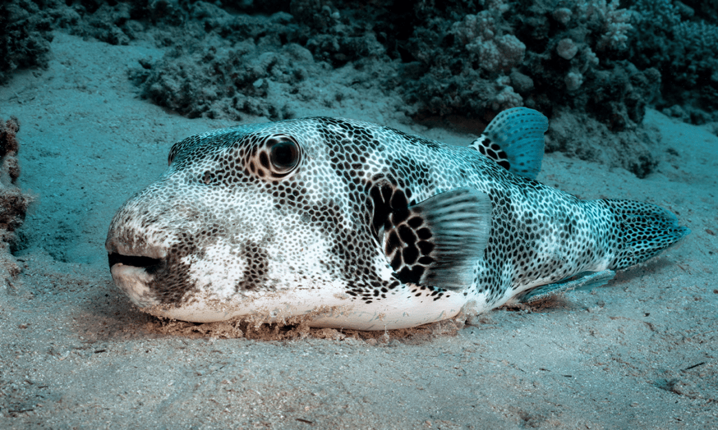 Which Fish Species Will Invade the Mediterranean Next?