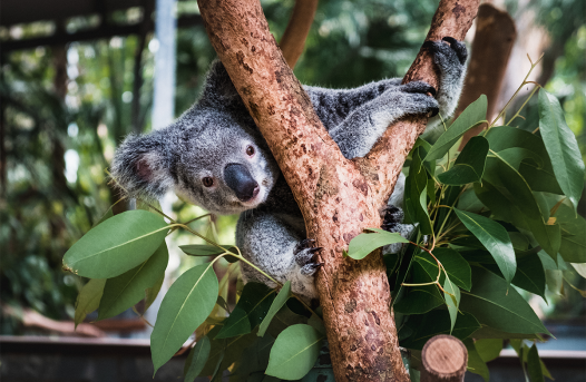 Koalas Are Getting a Vaccine to Help With Their STD Problem