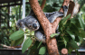 Koalas Are Getting a Vaccine to Help With Their STD Problem