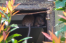 How Invasive Rats Mess with Coral Reef Food Webs